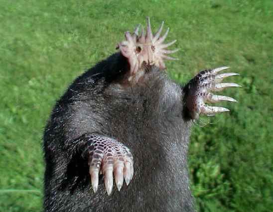 Star-Nosed Mole Biography The Extraordinary Life of Nature’s Sensory Wonder