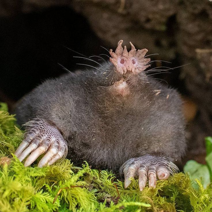 Star-Nosed Mole Biography The Extraordinary Life of Nature’s Sensory Wonder