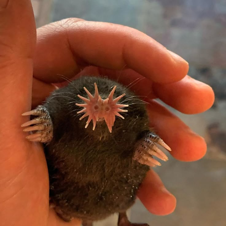 Star-Nosed Mole Biography The Extraordinary Life of Nature’s Sensory Wonder