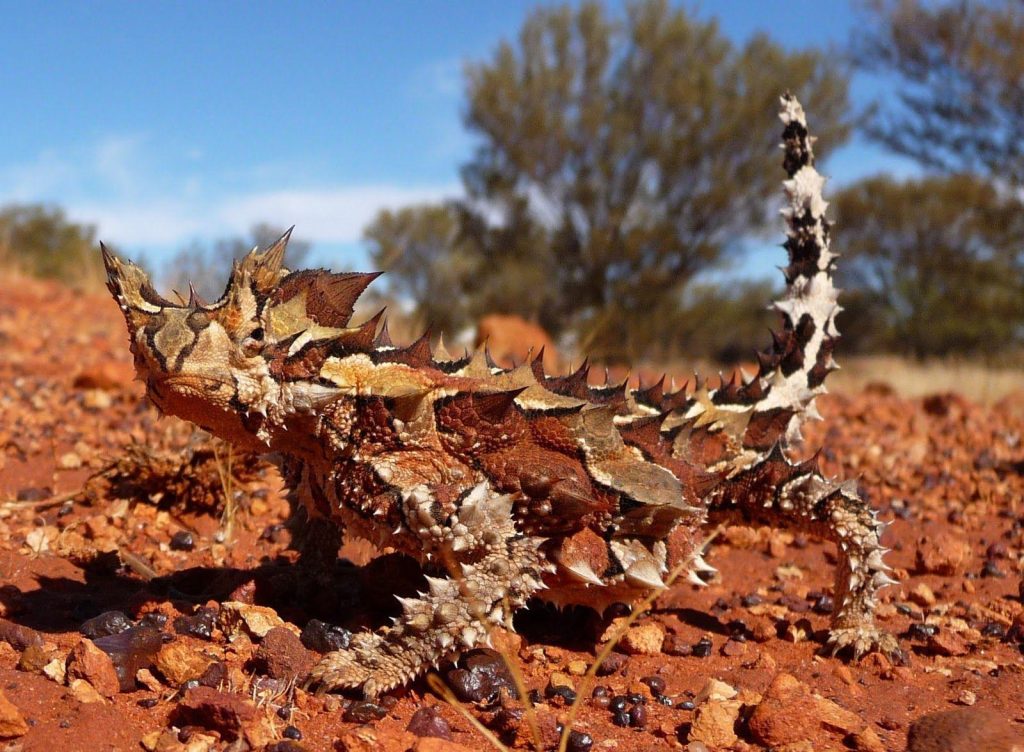 Thorny Devil Biography A Simple Look at the Life of the Thorny Dragon in 2025 and Beyond