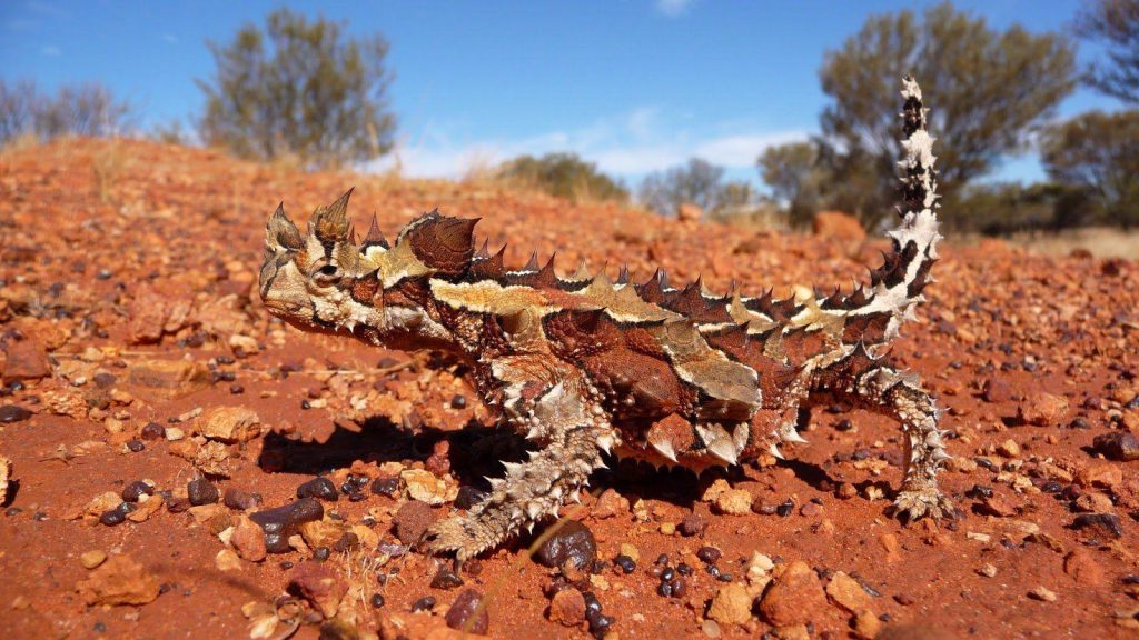 Thorny Devil Biography A Simple Look at the Life of the Thorny Dragon in 2025 and Beyond