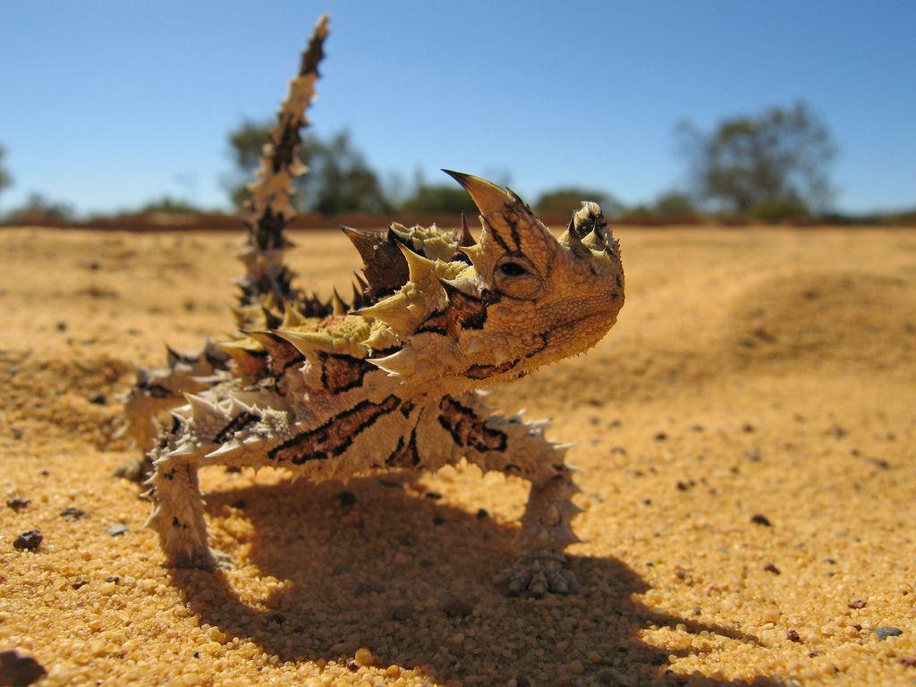 Thorny Devil Biography A Simple Look at the Life of the Thorny Dragon in 2025 and Beyond