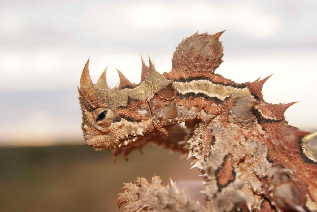 Thorny Devil Biography A Simple Look at the Life of the Thorny Dragon in 2025 and Beyond