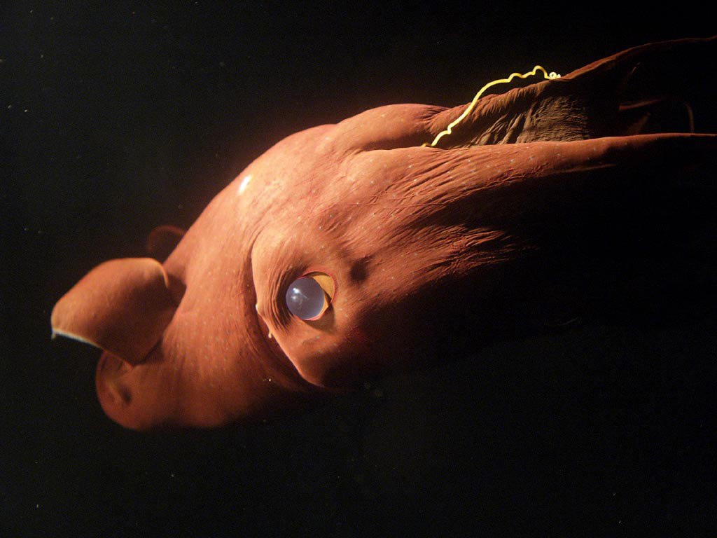 Vampire Squid Biography From Ancient Depths to Modern Marvels