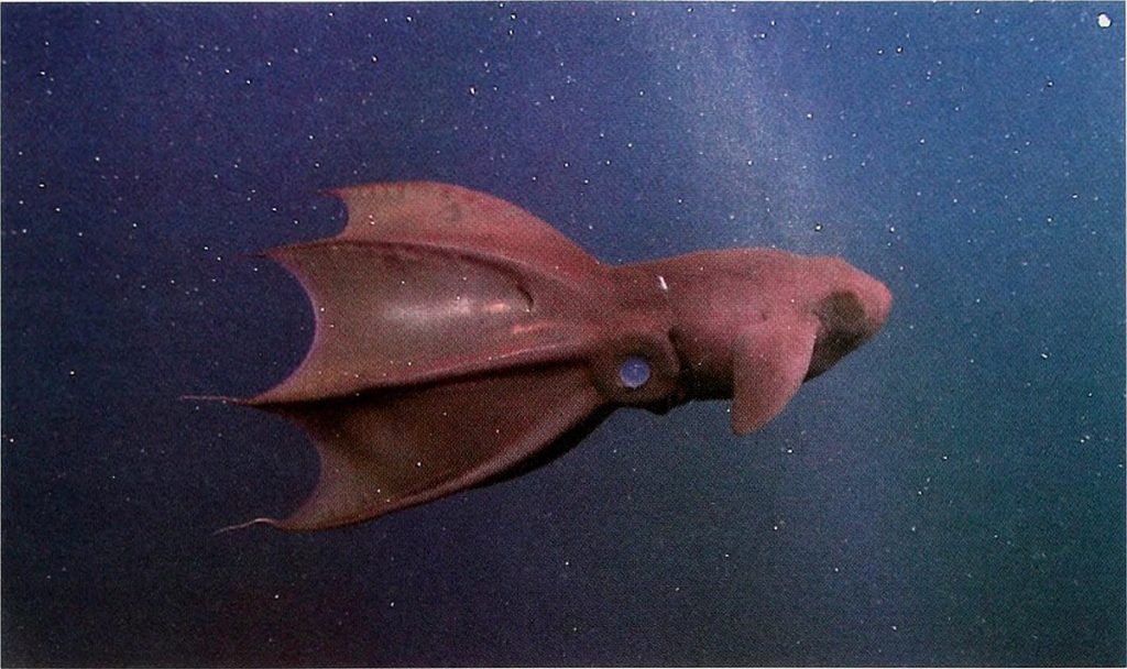 Vampire Squid Biography From Ancient Depths to Modern Marvels