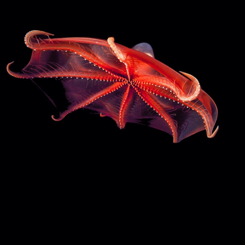 Vampire Squid Biography From Ancient Depths to Modern Marvels