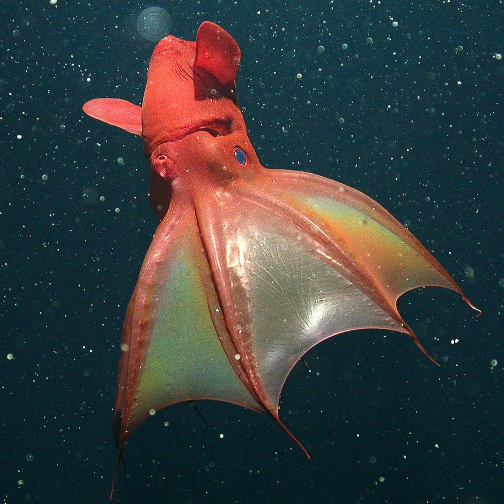 Vampire Squid Biography From Ancient Depths to Modern Marvels