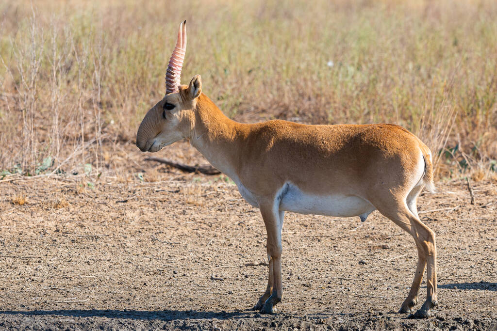 Saiga Antelope Biography: From Ancient Steppes to Modern Conservation Efforts