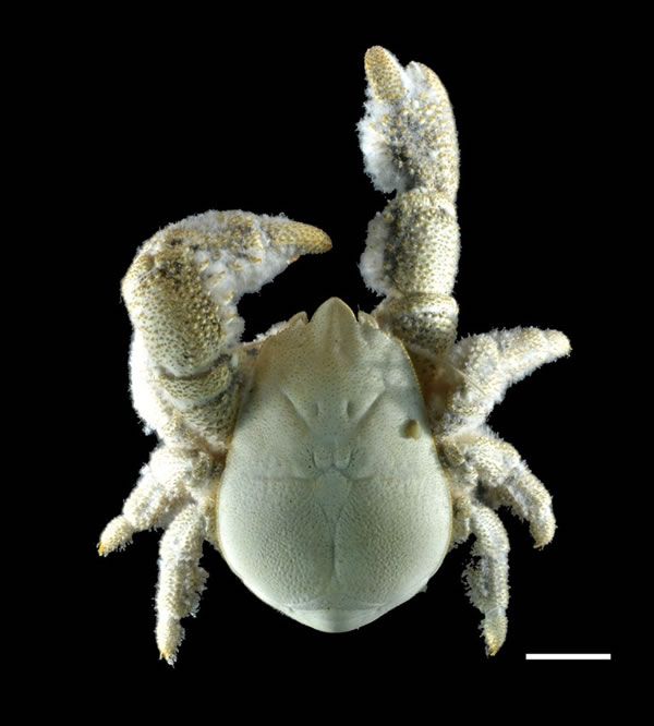 Yeti Crab The Deep-Sea Marvel