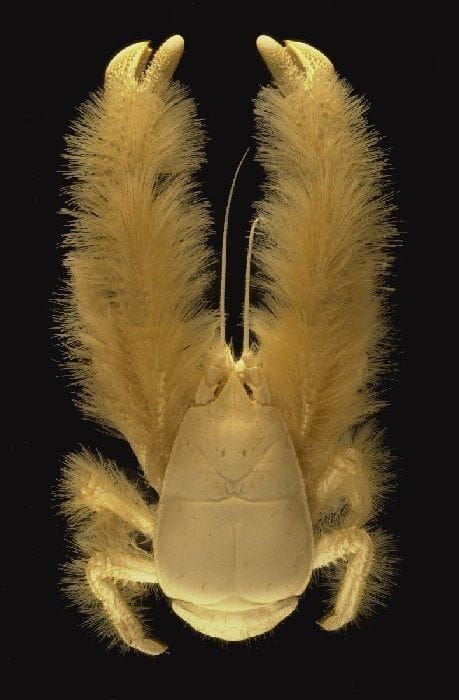 Yeti Crab The Deep-Sea Marvel