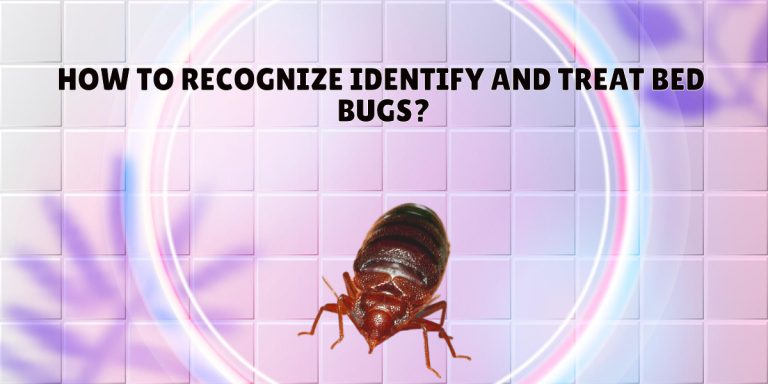 HOW TO RECOGNIZE IDENTIFY AND TREAT BED BUGS