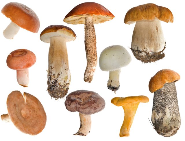 Mushrooms: Nature’s Secret to Optimal Health and Vitality