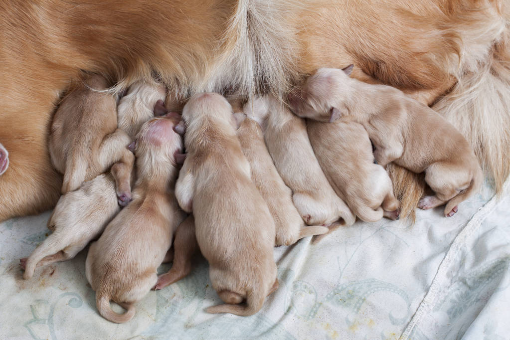 Golden Retrievers: The Perfect Family Pet and Companion