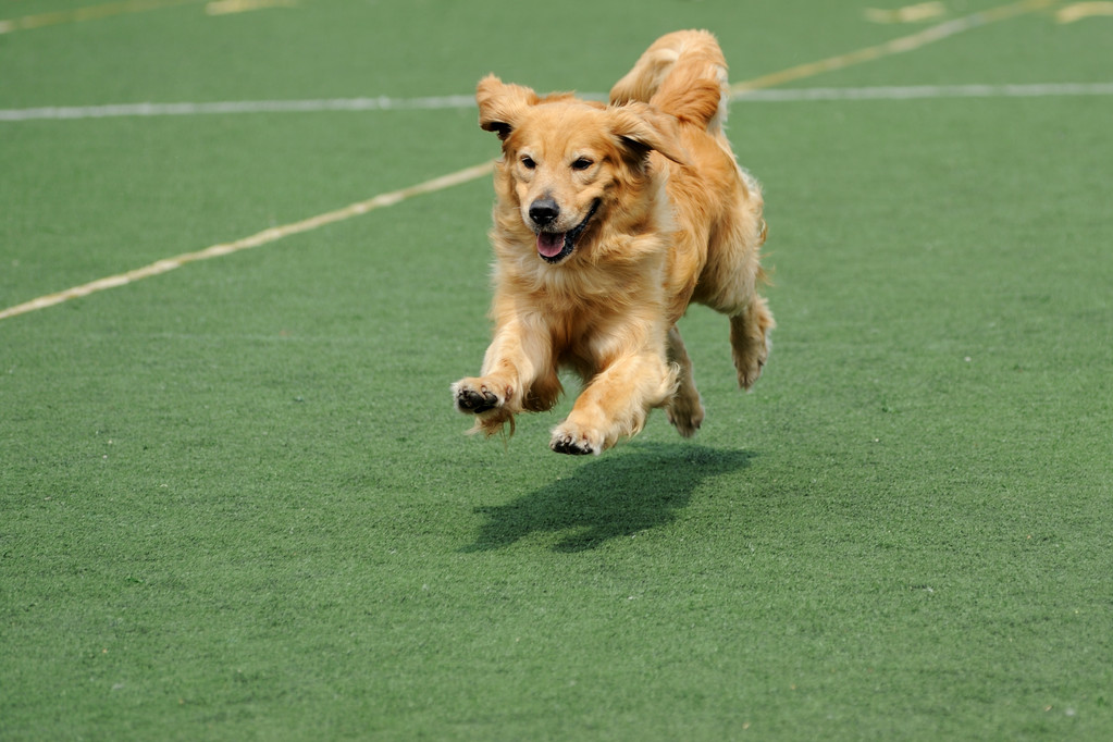 Golden Retrievers: The Perfect Family Pet and Companion