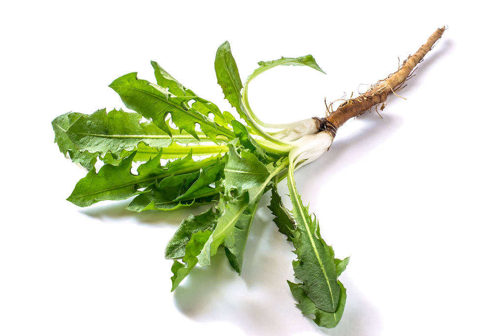 HEALTH BENEFITS AND SIDE EFFECTS OF DANDELION ROOT
