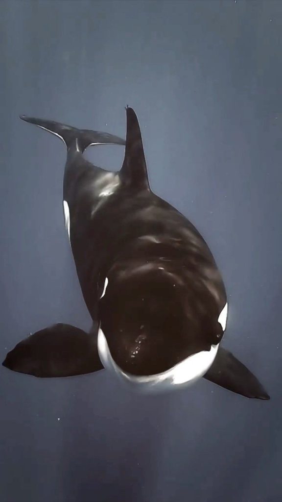 Do Orcas kill for Fun?