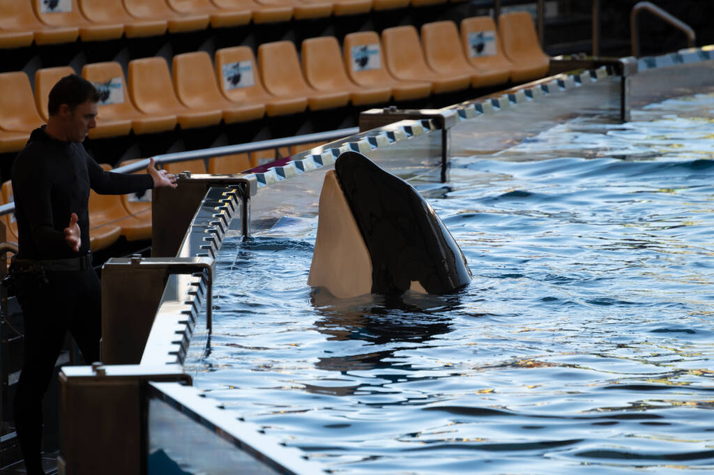 Orcas in Captivity Controversies and Concerns