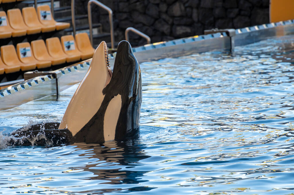 Orcas in Captivity Controversies and Concerns