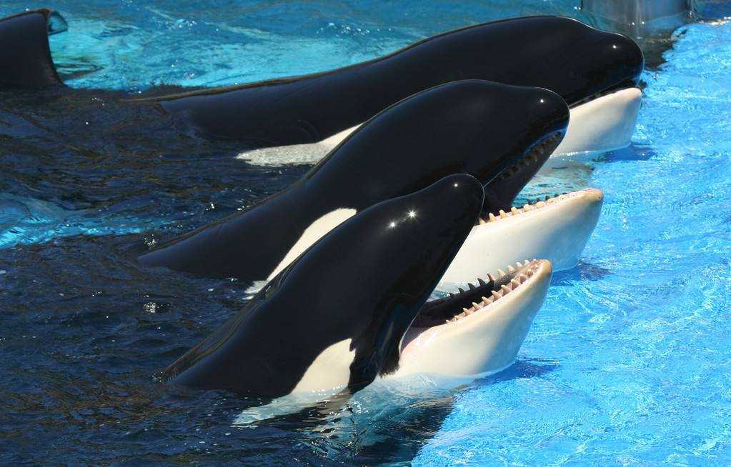 Types of Orcas: Beyond Black and White