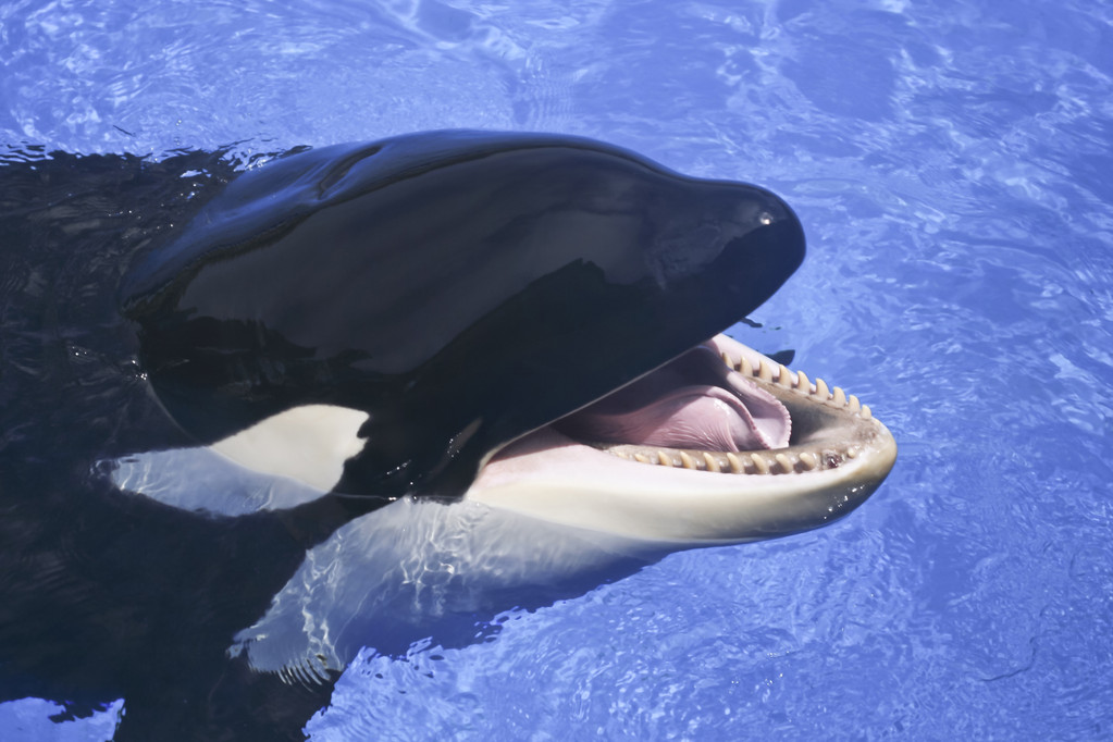 Why are Orcas Called Killer Whale From Myth to Reality