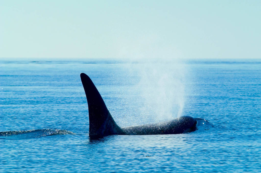 Orcas in Popular Culture: Movies and Documentaries