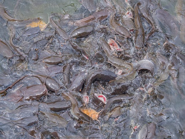 Health Benefits of Catfish Nutrient-Rich Goodness on Your Plate