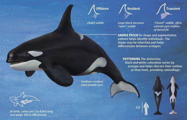 The Evolution of Killer Whale Anatomy