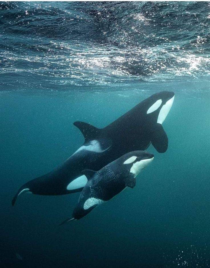 Orcas in Japan
