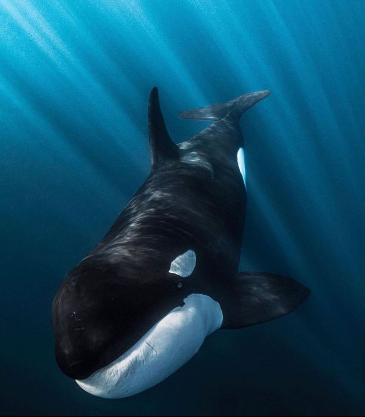 Orcas in Japan
