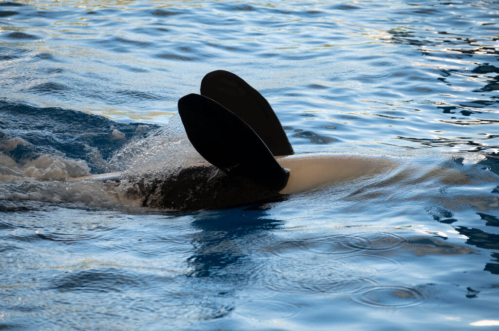 The Physical Health of Orcas Common Diseases and Conditions