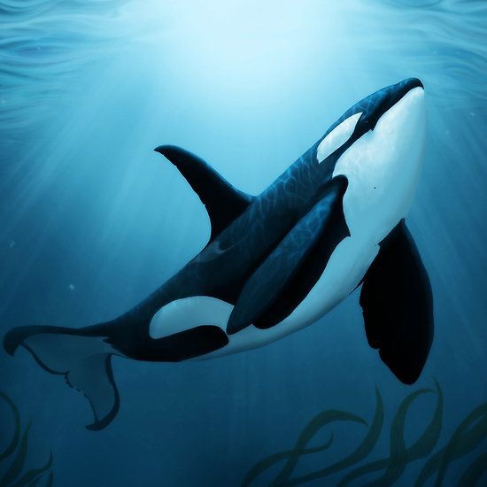 Orcas' Lifespan in the Wild