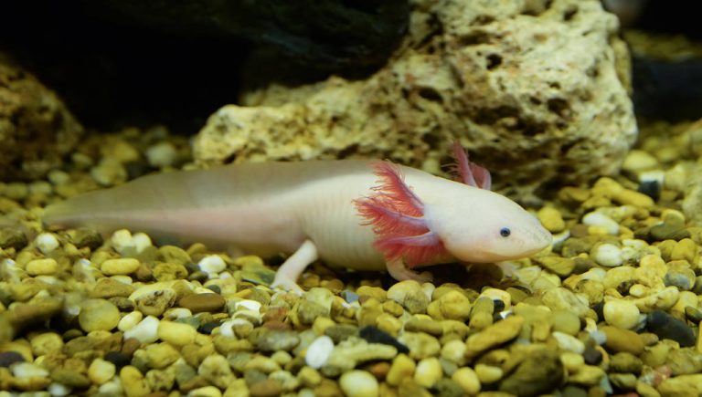 Axolotl Swimming Underwater Marine Life Fish Tank Aquarium / Whi