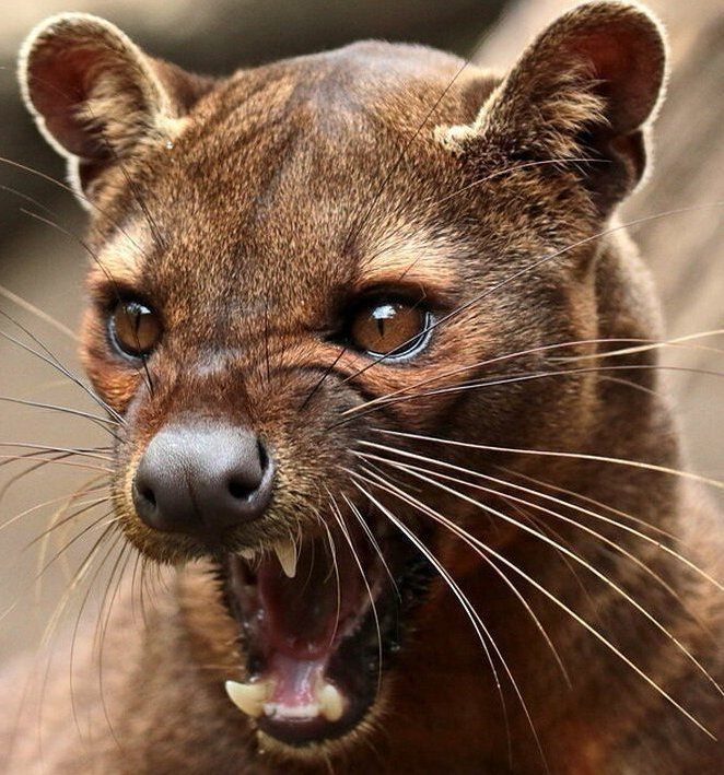 Fossa Madagascar’s Elusive Apex Predator