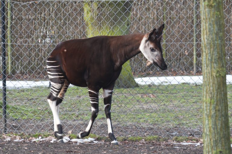 Okapi Mystical Wanderers of the African Rainforest