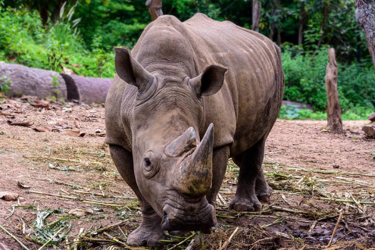 Rhinoceros Is A Large Mammals.