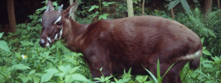 Saola The Enigmatic Unicorn of the Annamites