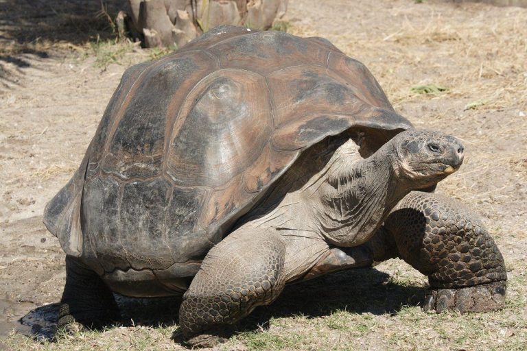 Galapagos Tortoise Biography Evolution, Ecology, And Conservation (2)