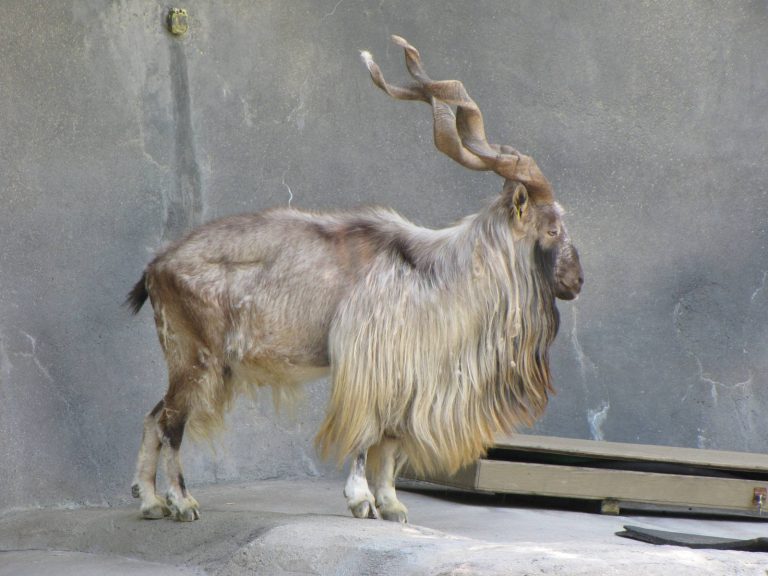 Markhor Biography The Resilient King Of The Mountains (2)