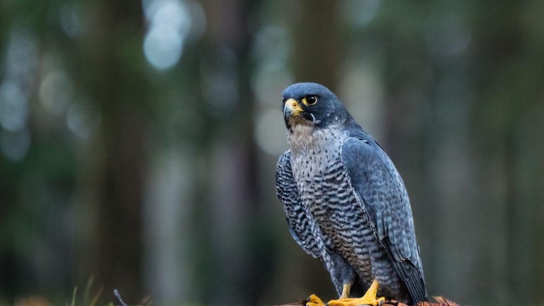 Peregrine Falcon The Astonishing Story Of The World's Fastest Animal (1)