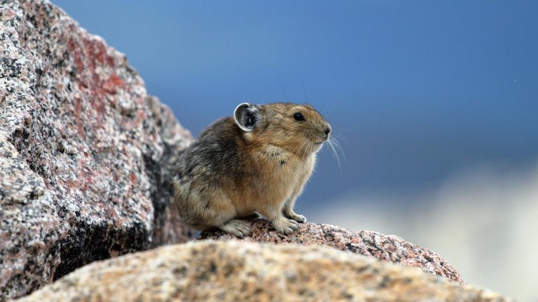 Pika Biography The Tiny Alpine Survivor And Its Role In Ecosystems (1)