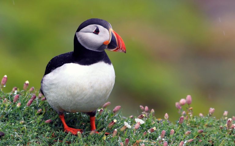 Puffin The Clown of the Seabirds