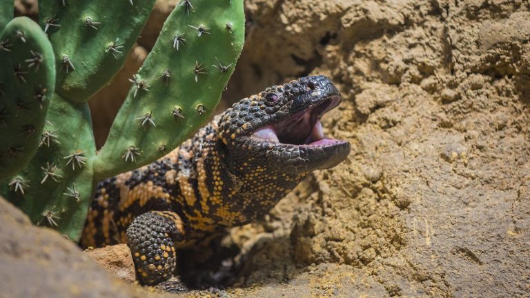 The Gila Monster Biology, Habitat, And Significance (6)