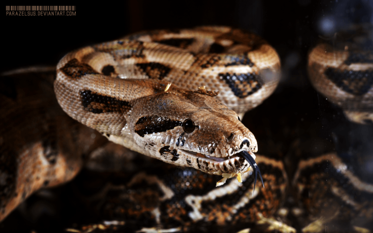 Boa Constrictor Biography The Life and Legacy of Nature's Master Predator