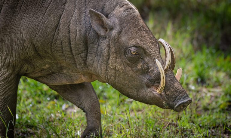 Babirusa Exploring the Fascinating 'Pig-Deer' of Indonesia