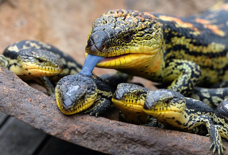 Blue-Tongued Skink: Nature's Sapphire-Tongued Marvel