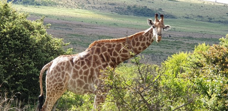 Giraffe In African Savannah. Giraffe In The Green Bushes. Giraffe In Its Natural Habitat