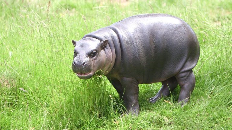 Pygmy Hippopotamus The Enigmatic Forest Dweller (2)