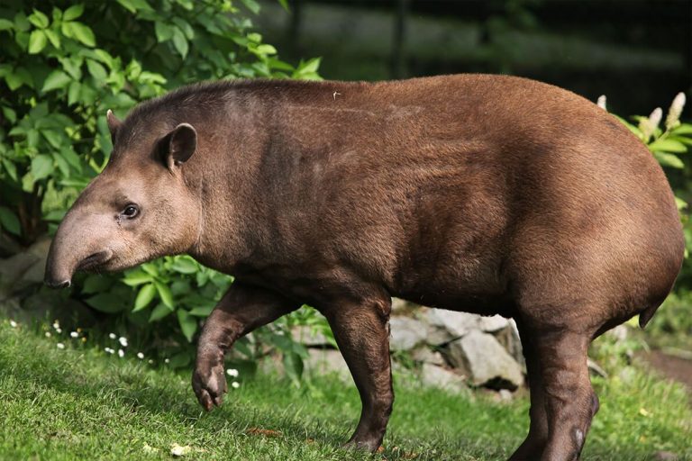 Tapir Facts and Biography: How These Unique Animals Survive in the Wild