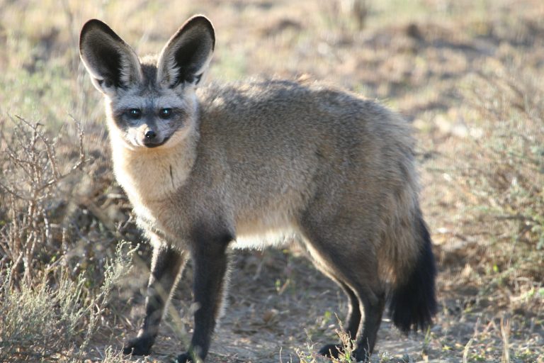 The Bat-Eared Fox Nature's Insectivore with Remarkable Ears