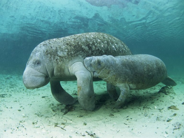 Dugong Biography The Gentle Sea Cow of Coastal Waters